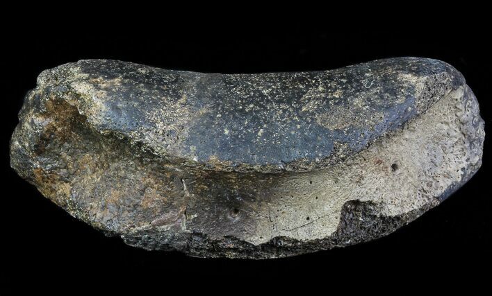 Hadrosaur Toe Bone - Alberta (Disposition #-) #71665